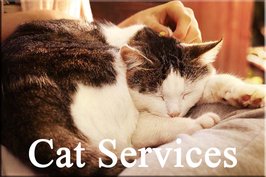 Cat Services