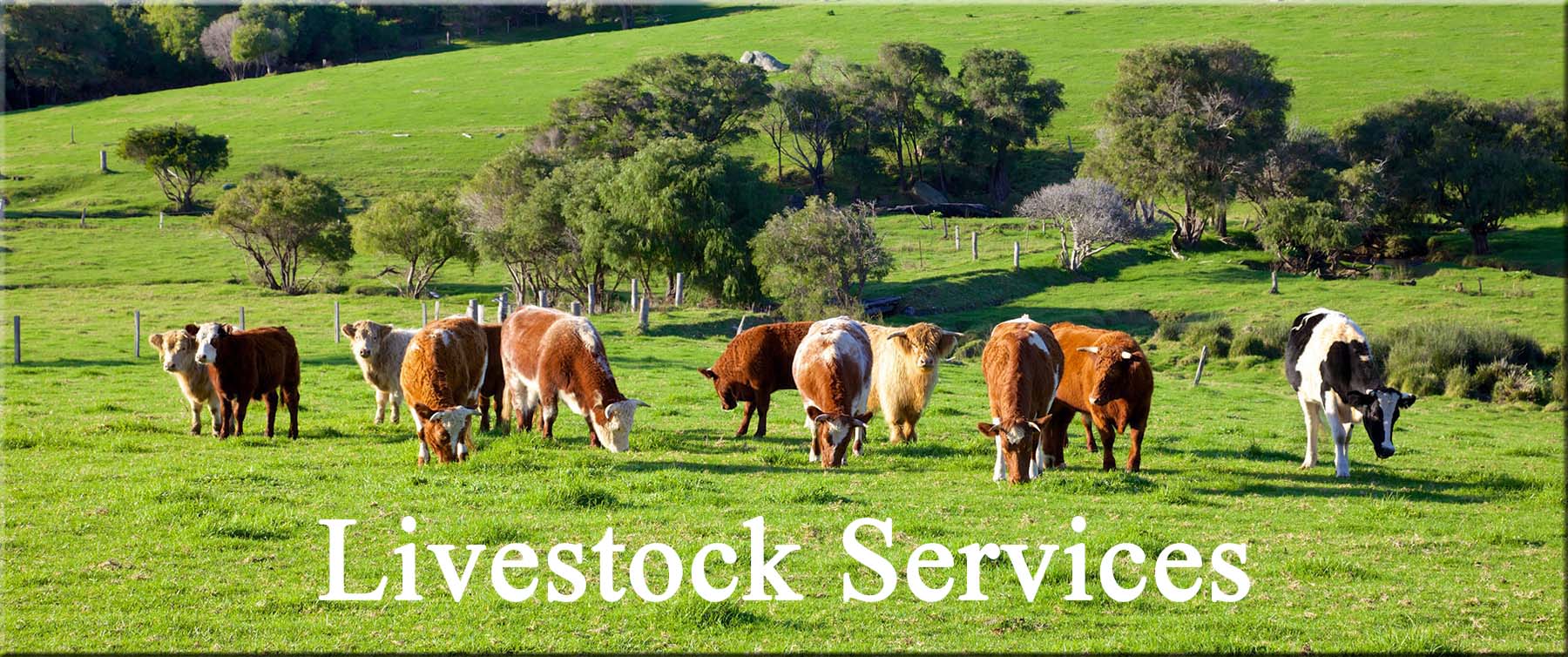 Livestock Services