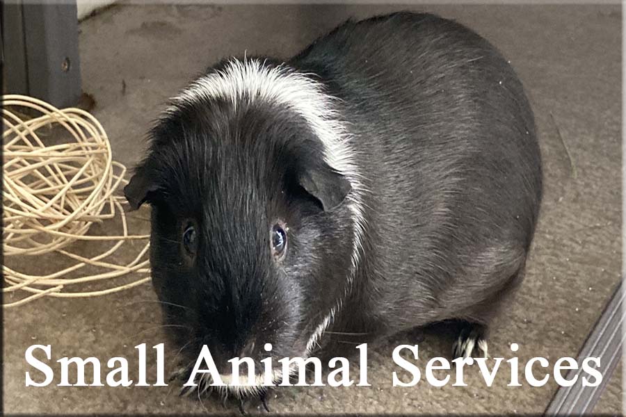 Small Animal Services