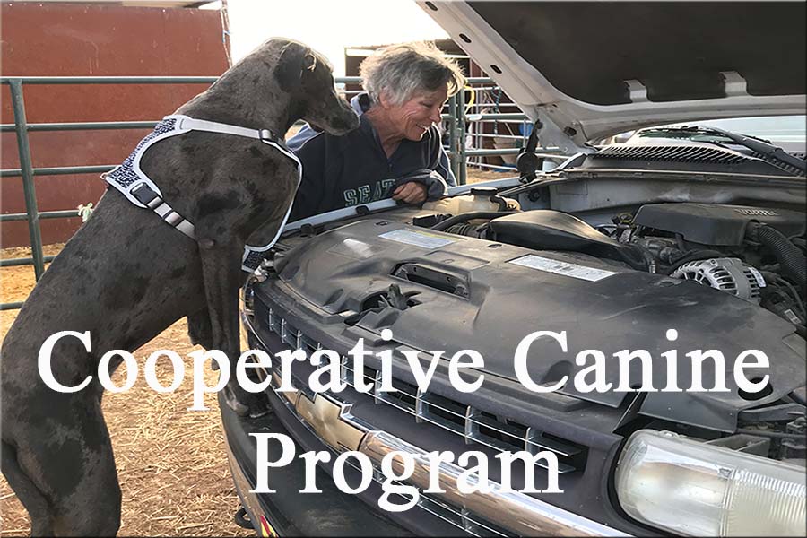 Cooperative Canine Services