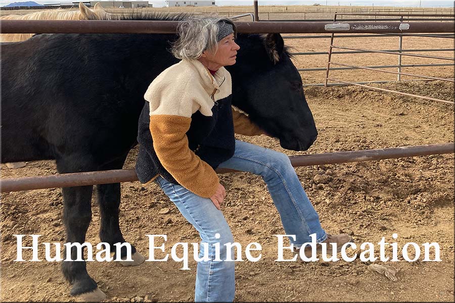 Human Equine Services