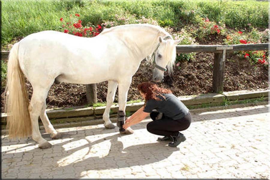 Overnight Equine Services